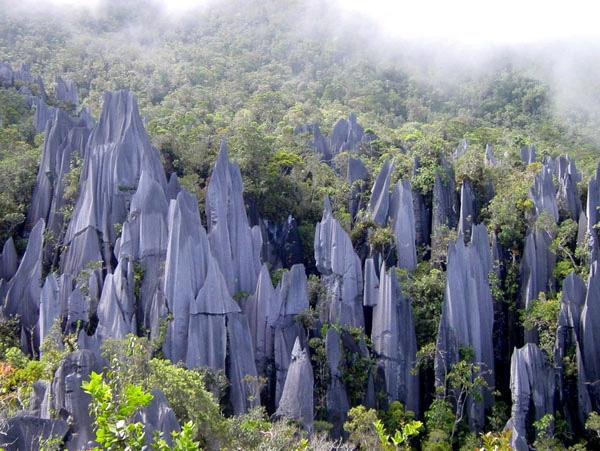 No.9 Gunung Mulu National Park Borneo