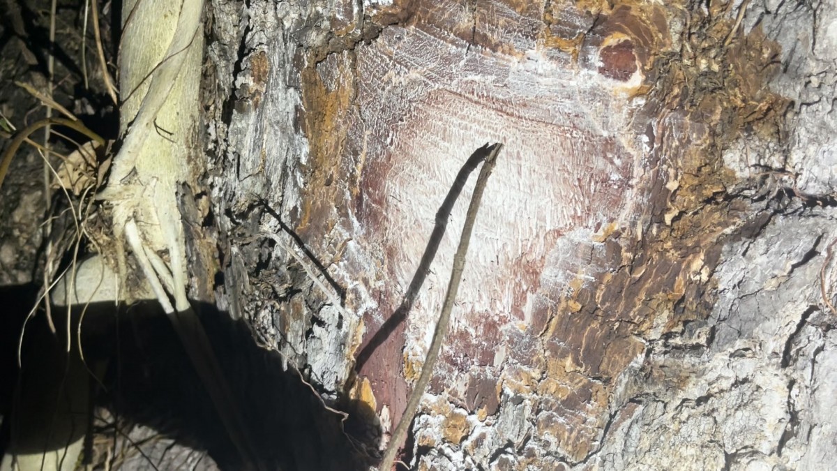 -สุรินทร์-ขอเลขเด็ดต้นสะเดาขนาด 4 คนโอบอายุร้อยกว่าปี บ้านร้างข้างทุ่งนาท้ายหมู่บ้านที่เจ้าของเสียชีวิตไปเมื่อ 20 กว่าปี