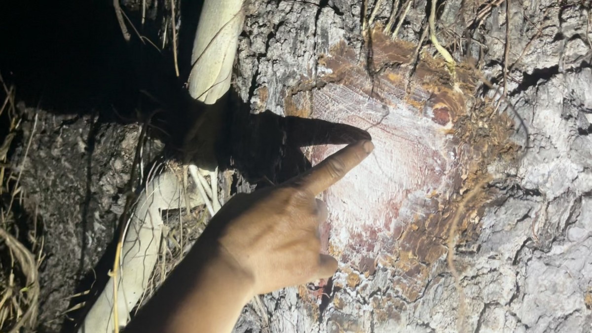 -สุรินทร์-ขอเลขเด็ดต้นสะเดาขนาด 4 คนโอบอายุร้อยกว่าปี บ้านร้างข้างทุ่งนาท้ายหมู่บ้านที่เจ้าของเสียชีวิตไปเมื่อ 20 กว่าปี