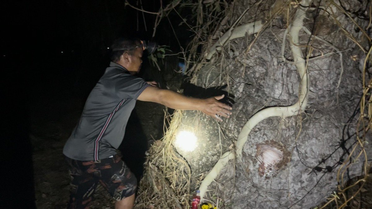 -สุรินทร์-ขอเลขเด็ดต้นสะเดาขนาด 4 คนโอบอายุร้อยกว่าปี บ้านร้างข้างทุ่งนาท้ายหมู่บ้านที่เจ้าของเสียชีวิตไปเมื่อ 20 กว่าปี