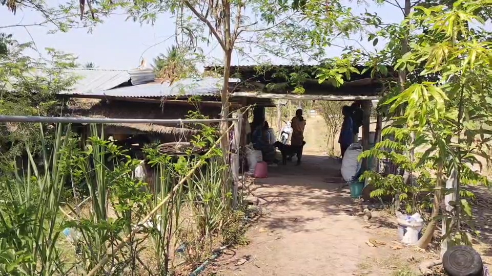 ---สุรินทร์-เปิดชีวิตจริง..พี่ชายพิการ ส่งน้องเรียนจบ ผช.พยาบาล ยอมเจียดเงินเดือนคนพิการให้น้องเดือนละ 500 บาท แถมอารมณ์ดีและขยัน ช่วยงานบ้านและรับจ้างทุกอย่างที่ได้เงิน ครอบครัวสุดภูมิใจ