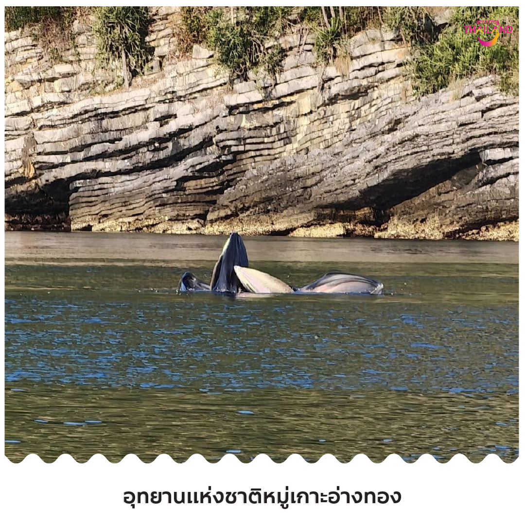 วาฬบรูด้า ทะเลอ่าวไทย