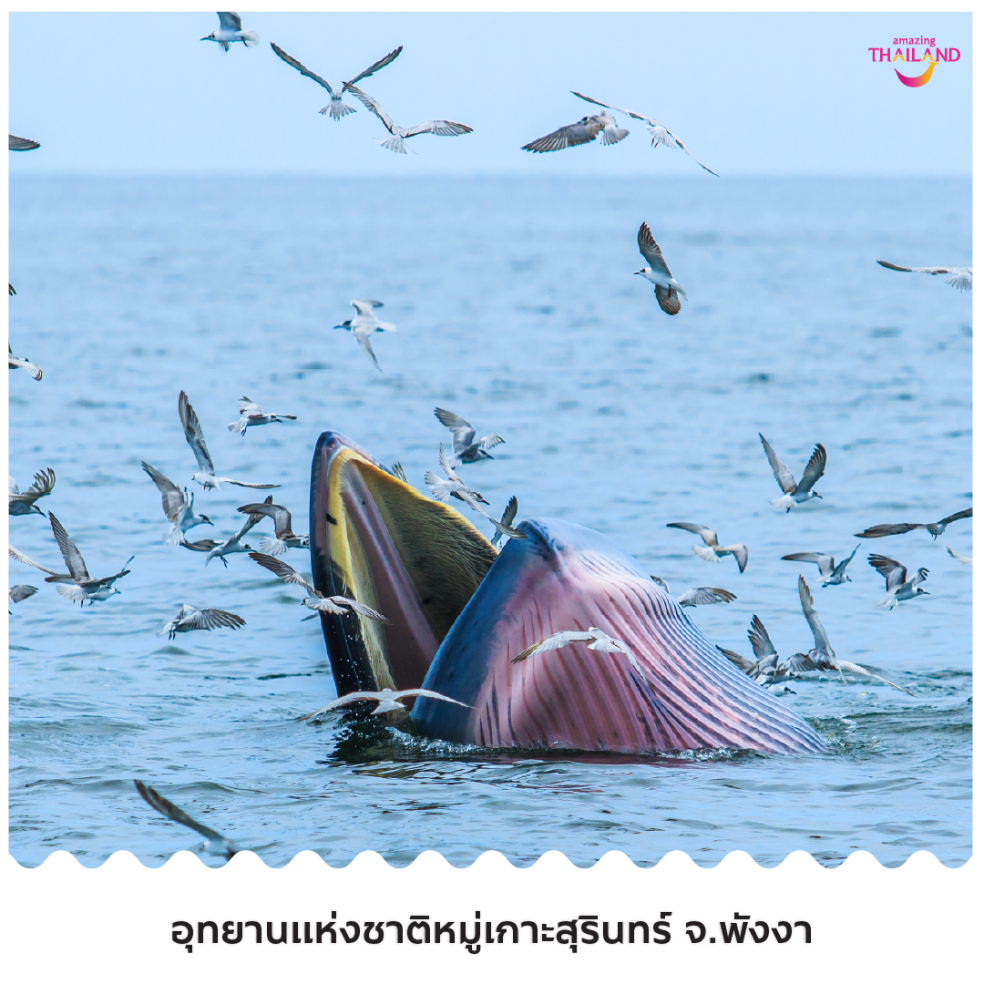 วาฬบรูด้า ทะเลอ่าวไทย