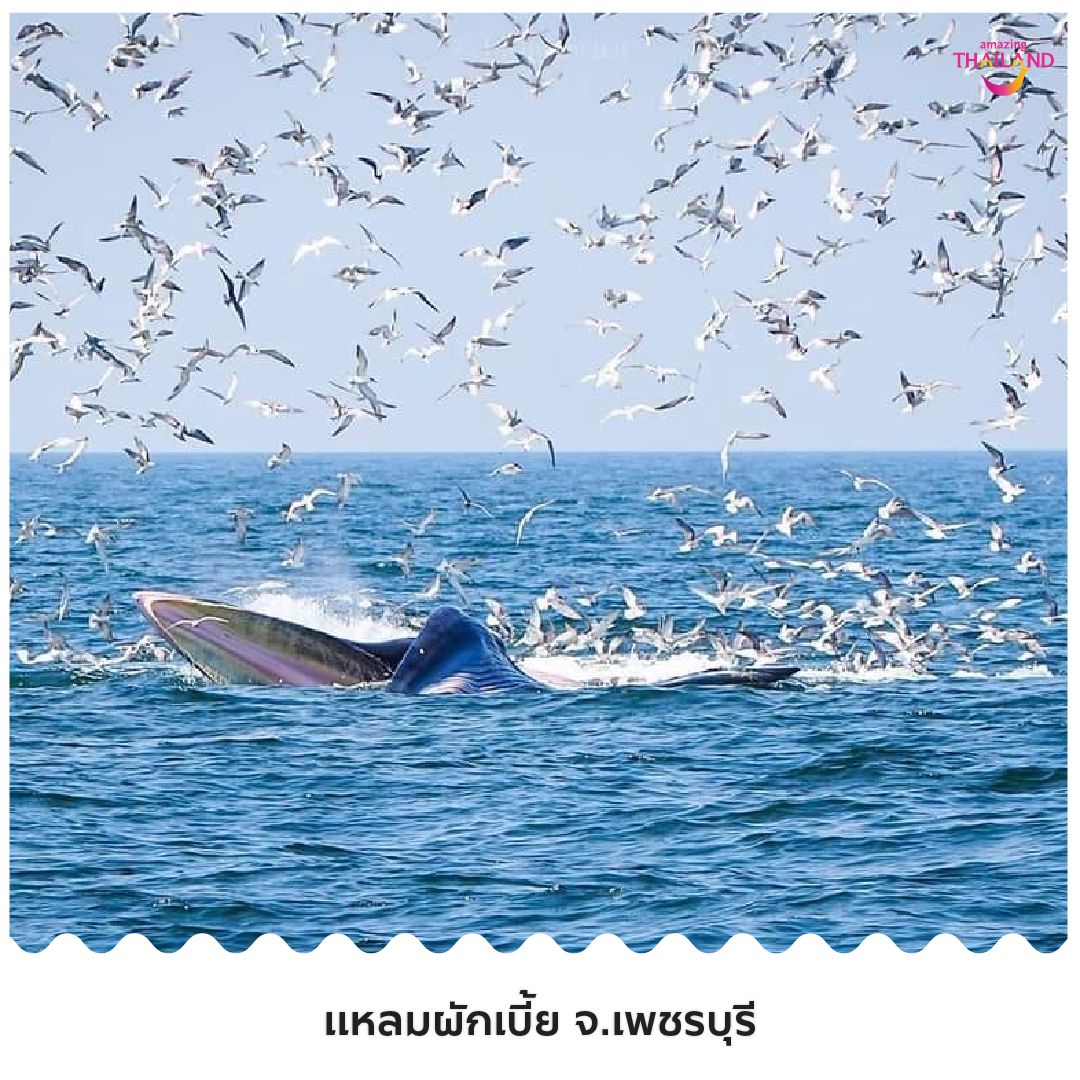 วาฬบรูด้า ทะเลอ่าวไทย