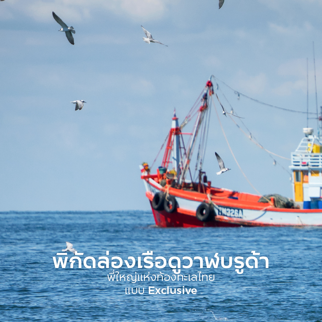 วาฬบรูด้า ทะเลอ่าวไทย