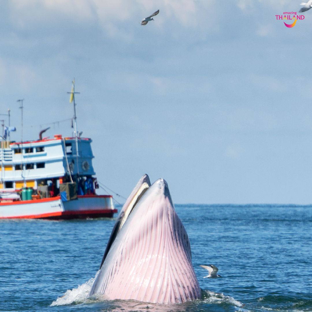 วาฬบรูด้า ทะเลอ่าวไทย