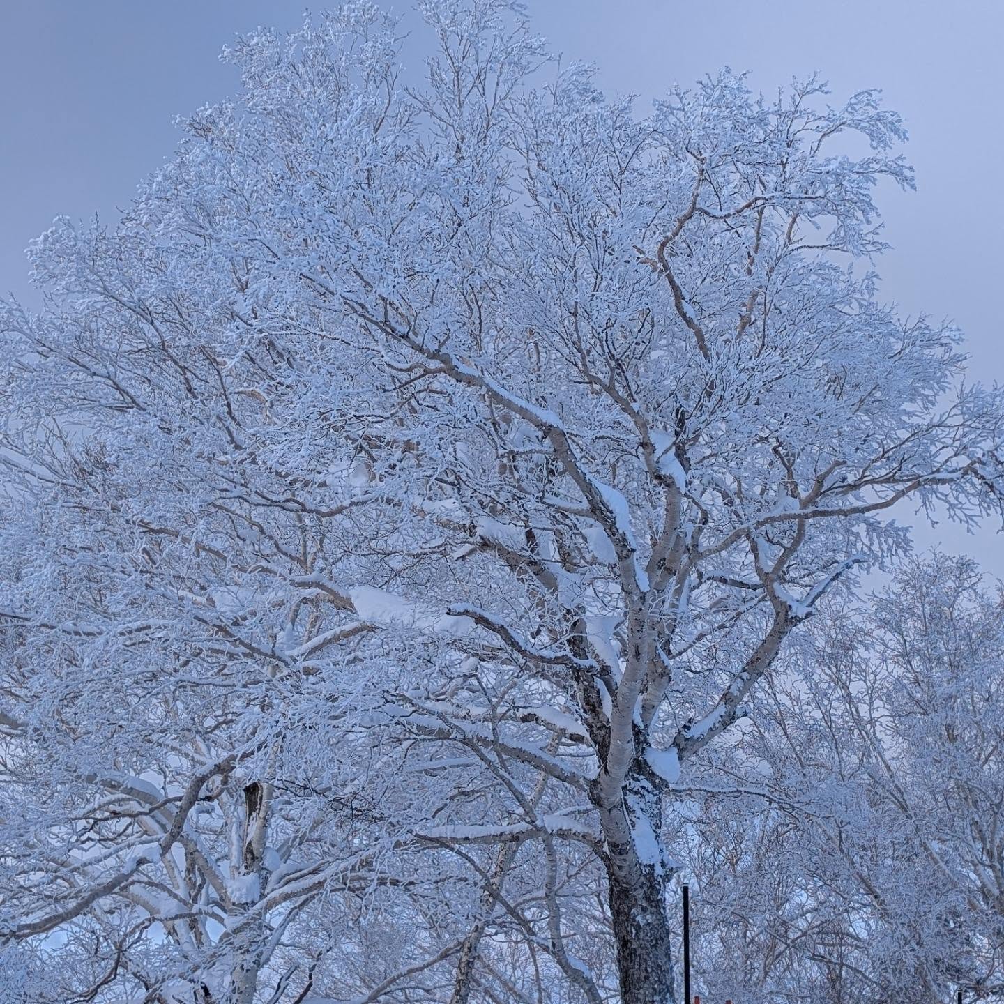 ตุ๊ก จันจิรา