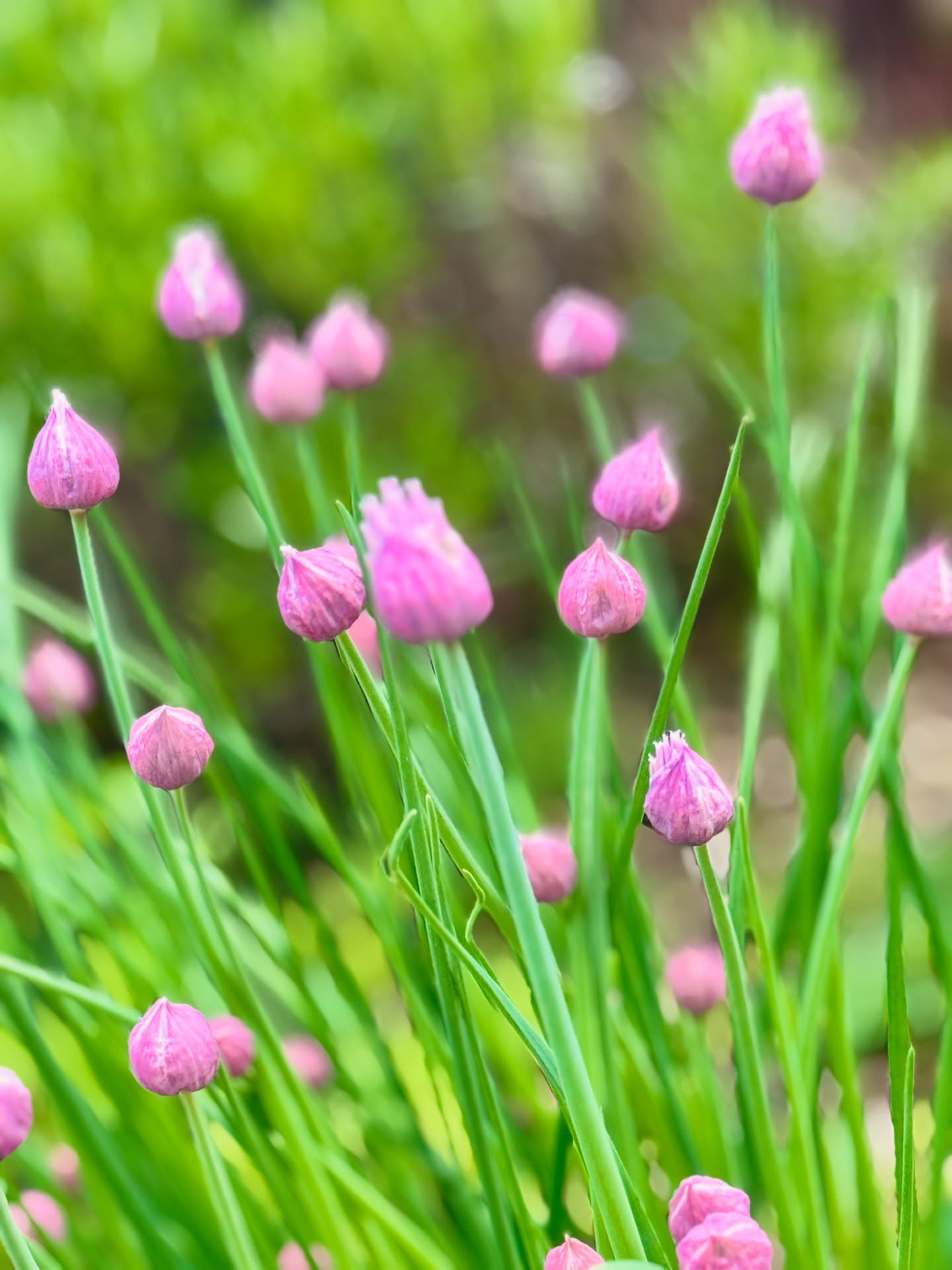 นัท มีเรีย