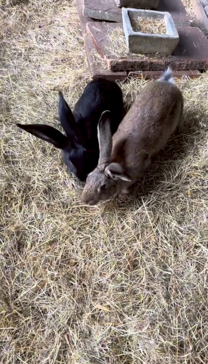 น้องเลอา