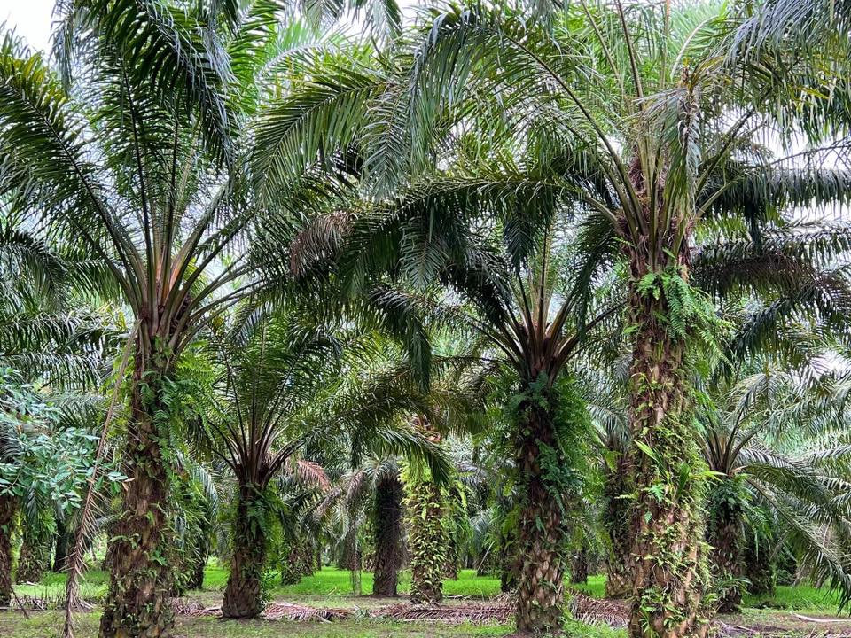 เจมส์ เรืองศักดิ์