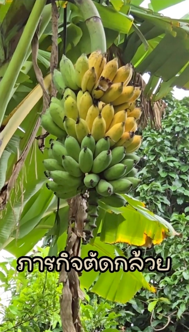 แจ็คกี้ ชาเคอลีน