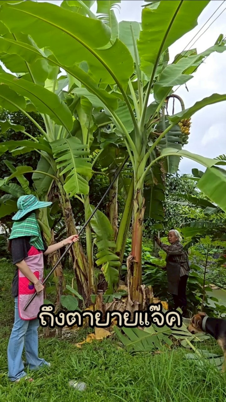 แจ็คกี้ ชาเคอลีน