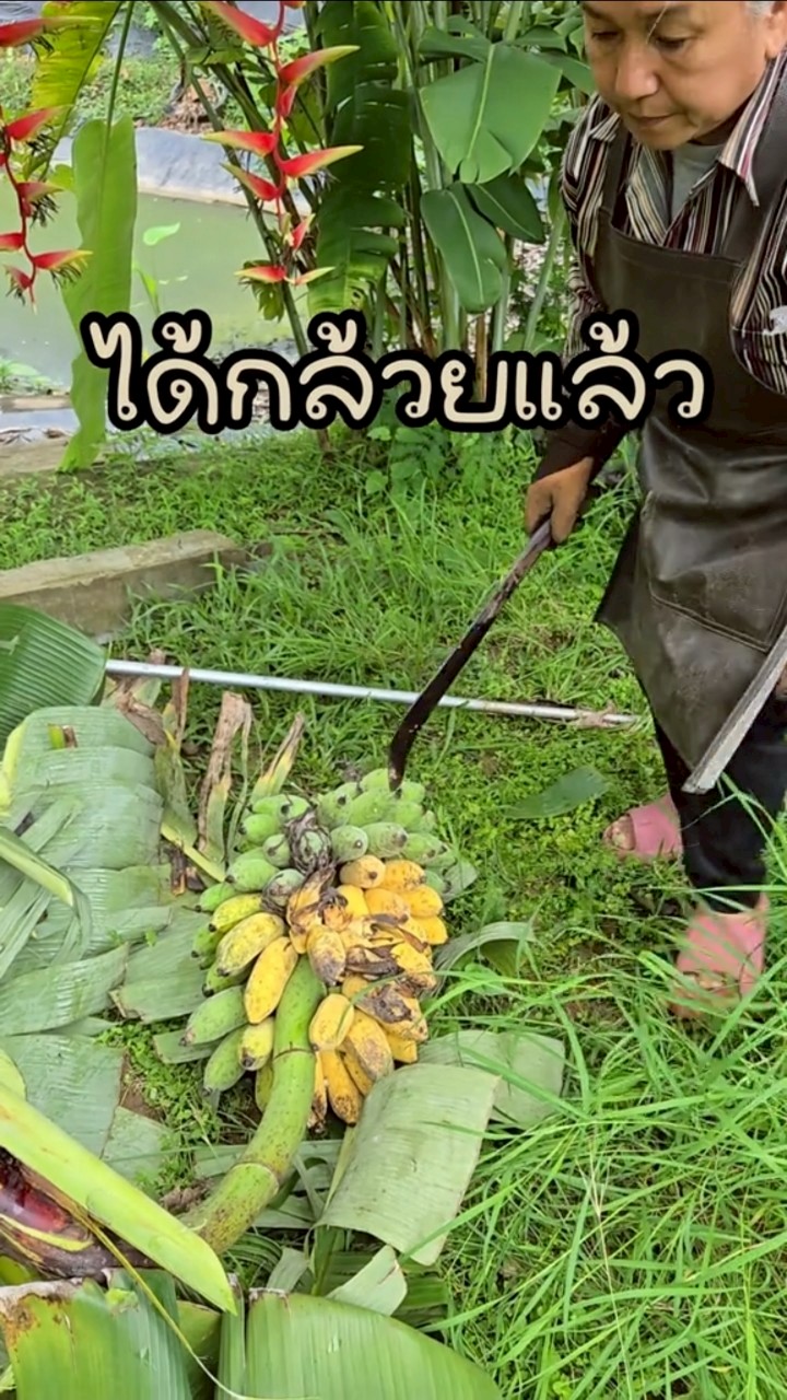 แจ็คกี้ ชาเคอลีน