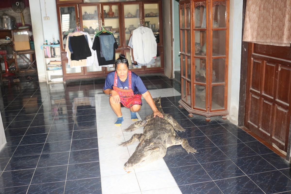 กรรณิการ์/พิษณุโลก/พิษณุโลก ปิดตำนาน ไอ้ทอง จระเข้เฝ้าบ้าน 30 ปี เจ้าของร่ำไห้ เตรียมสต๊าฟร่างเก็บไว้เคียงข้างตลอดไป