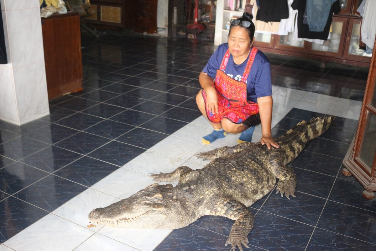 กรรณิการ์/พิษณุโลก/พิษณุโลก ปิดตำนาน ไอ้ทอง จระเข้เฝ้าบ้าน 30 ปี เจ้าของร่ำไห้ เตรียมสต๊าฟร่างเก็บไว้เคียงข้างตลอดไป