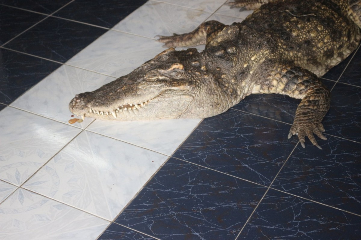 กรรณิการ์/พิษณุโลก/พิษณุโลก ปิดตำนาน ไอ้ทอง จระเข้เฝ้าบ้าน 30 ปี เจ้าของร่ำไห้ เตรียมสต๊าฟร่างเก็บไว้เคียงข้างตลอดไป