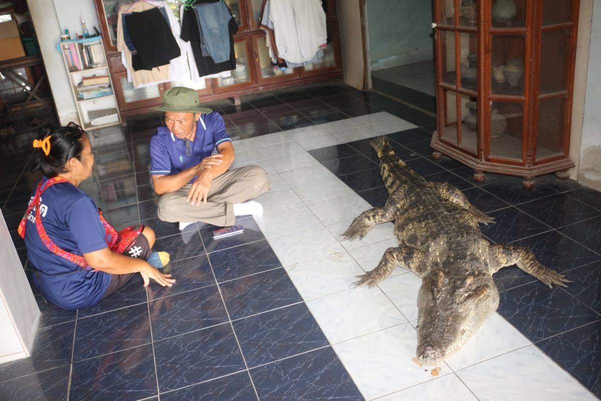 กรรณิการ์/พิษณุโลก/พิษณุโลก ปิดตำนาน ไอ้ทอง จระเข้เฝ้าบ้าน 30 ปี เจ้าของร่ำไห้ เตรียมสต๊าฟร่างเก็บไว้เคียงข้างตลอดไป