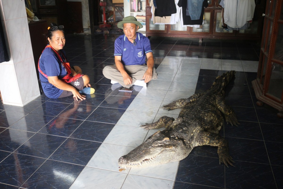 กรรณิการ์/พิษณุโลก/พิษณุโลก ปิดตำนาน ไอ้ทอง จระเข้เฝ้าบ้าน 30 ปี เจ้าของร่ำไห้ เตรียมสต๊าฟร่างเก็บไว้เคียงข้างตลอดไป