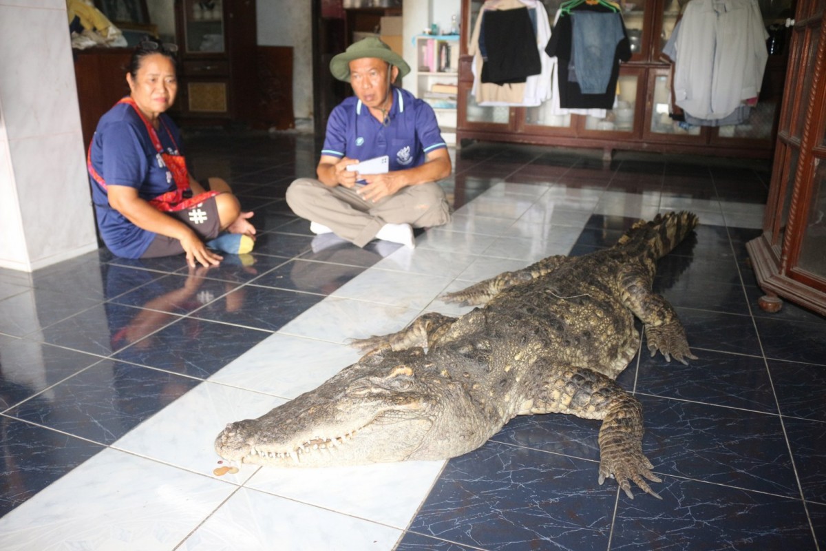 กรรณิการ์/พิษณุโลก/พิษณุโลก ปิดตำนาน ไอ้ทอง จระเข้เฝ้าบ้าน 30 ปี เจ้าของร่ำไห้ เตรียมสต๊าฟร่างเก็บไว้เคียงข้างตลอดไป