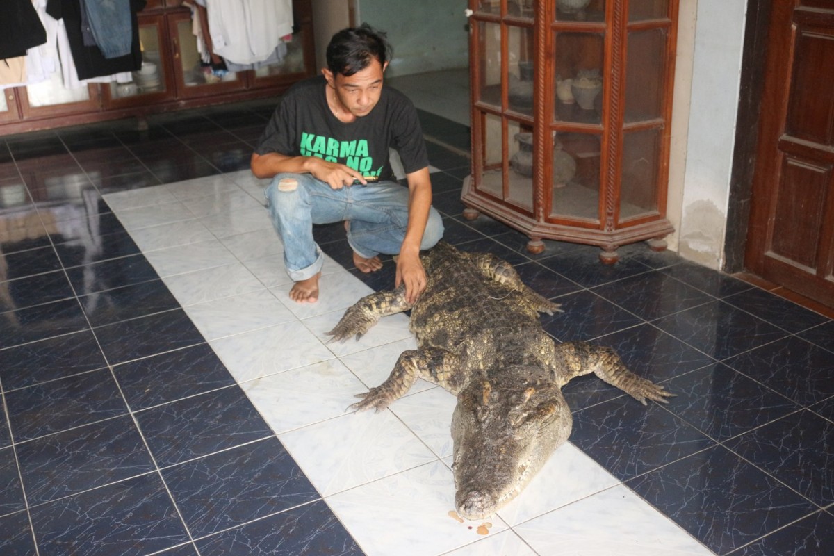 กรรณิการ์/พิษณุโลก/พิษณุโลก ปิดตำนาน ไอ้ทอง จระเข้เฝ้าบ้าน 30 ปี เจ้าของร่ำไห้ เตรียมสต๊าฟร่างเก็บไว้เคียงข้างตลอดไป