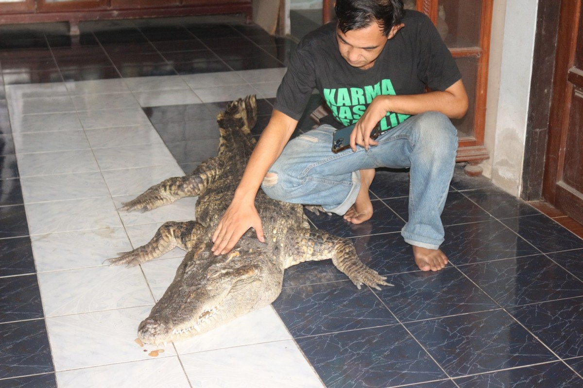 กรรณิการ์/พิษณุโลก/พิษณุโลก ปิดตำนาน ไอ้ทอง จระเข้เฝ้าบ้าน 30 ปี เจ้าของร่ำไห้ เตรียมสต๊าฟร่างเก็บไว้เคียงข้างตลอดไป