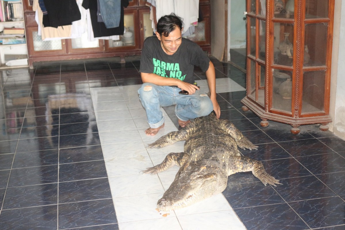 กรรณิการ์/พิษณุโลก/พิษณุโลก ปิดตำนาน ไอ้ทอง จระเข้เฝ้าบ้าน 30 ปี เจ้าของร่ำไห้ เตรียมสต๊าฟร่างเก็บไว้เคียงข้างตลอดไป