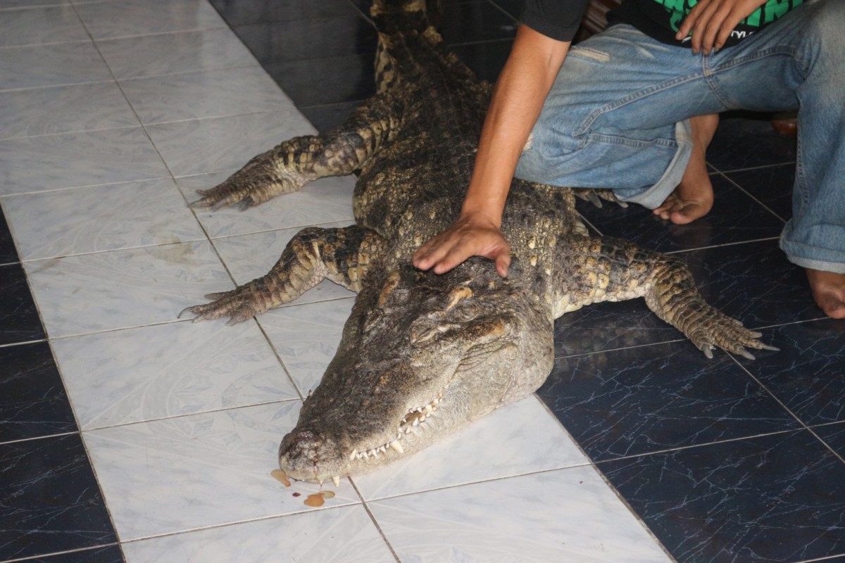 กรรณิการ์/พิษณุโลก/พิษณุโลก ปิดตำนาน ไอ้ทอง จระเข้เฝ้าบ้าน 30 ปี เจ้าของร่ำไห้ เตรียมสต๊าฟร่างเก็บไว้เคียงข้างตลอดไป