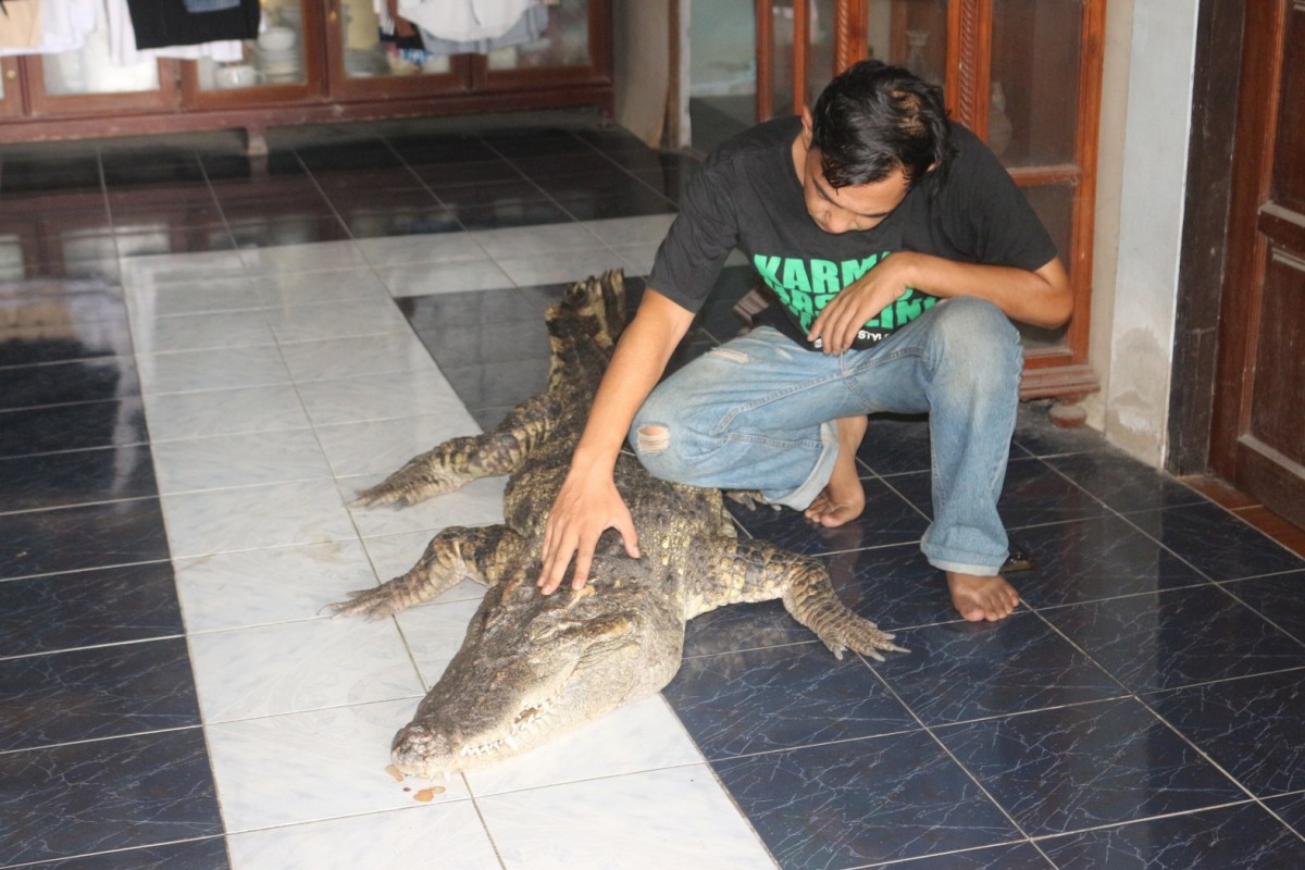 กรรณิการ์/พิษณุโลก/พิษณุโลก ปิดตำนาน ไอ้ทอง จระเข้เฝ้าบ้าน 30 ปี เจ้าของร่ำไห้ เตรียมสต๊าฟร่างเก็บไว้เคียงข้างตลอดไป