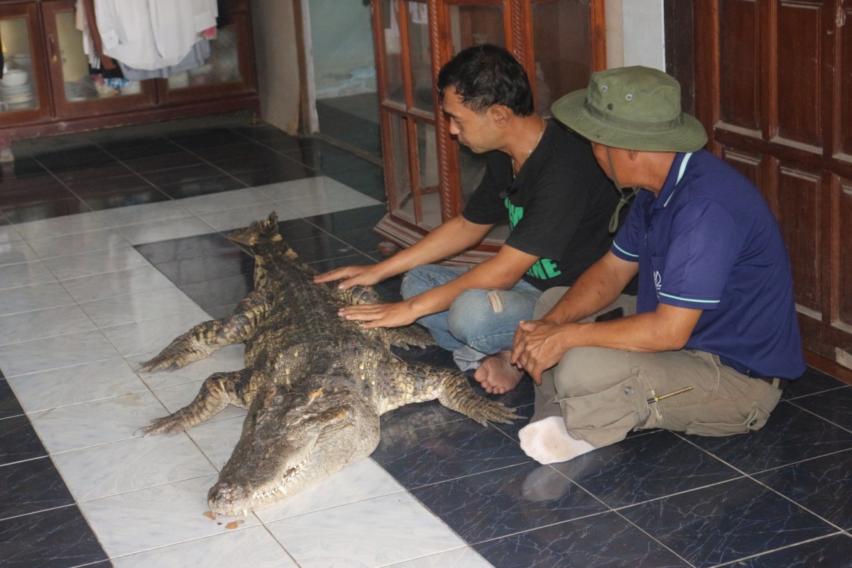 กรรณิการ์/พิษณุโลก/พิษณุโลก ปิดตำนาน ไอ้ทอง จระเข้เฝ้าบ้าน 30 ปี เจ้าของร่ำไห้ เตรียมสต๊าฟร่างเก็บไว้เคียงข้างตลอดไป