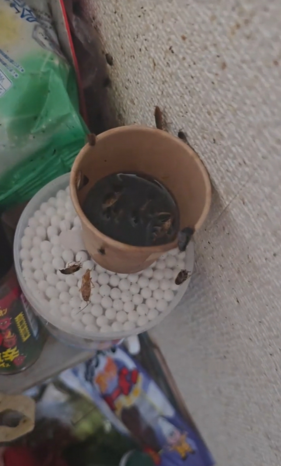 TikToker ญี่ปุ่น ค้างค่าเช่า-ห้องเต็มแมลงสาบ