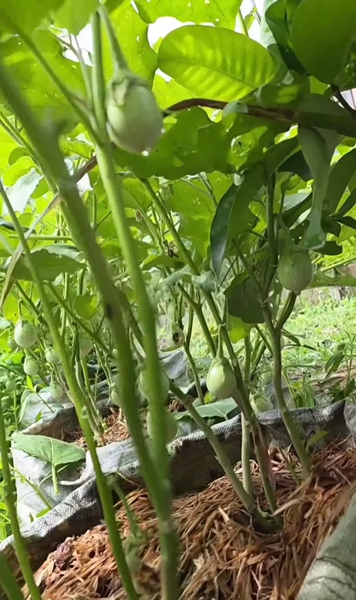 ยายหนิง