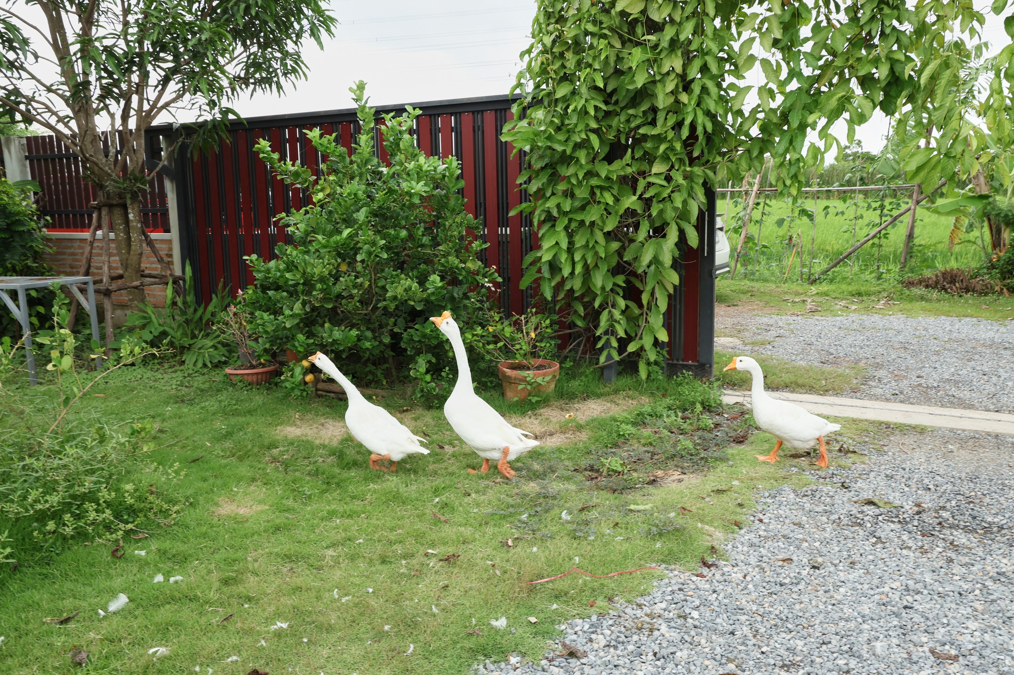 ยายหนิง