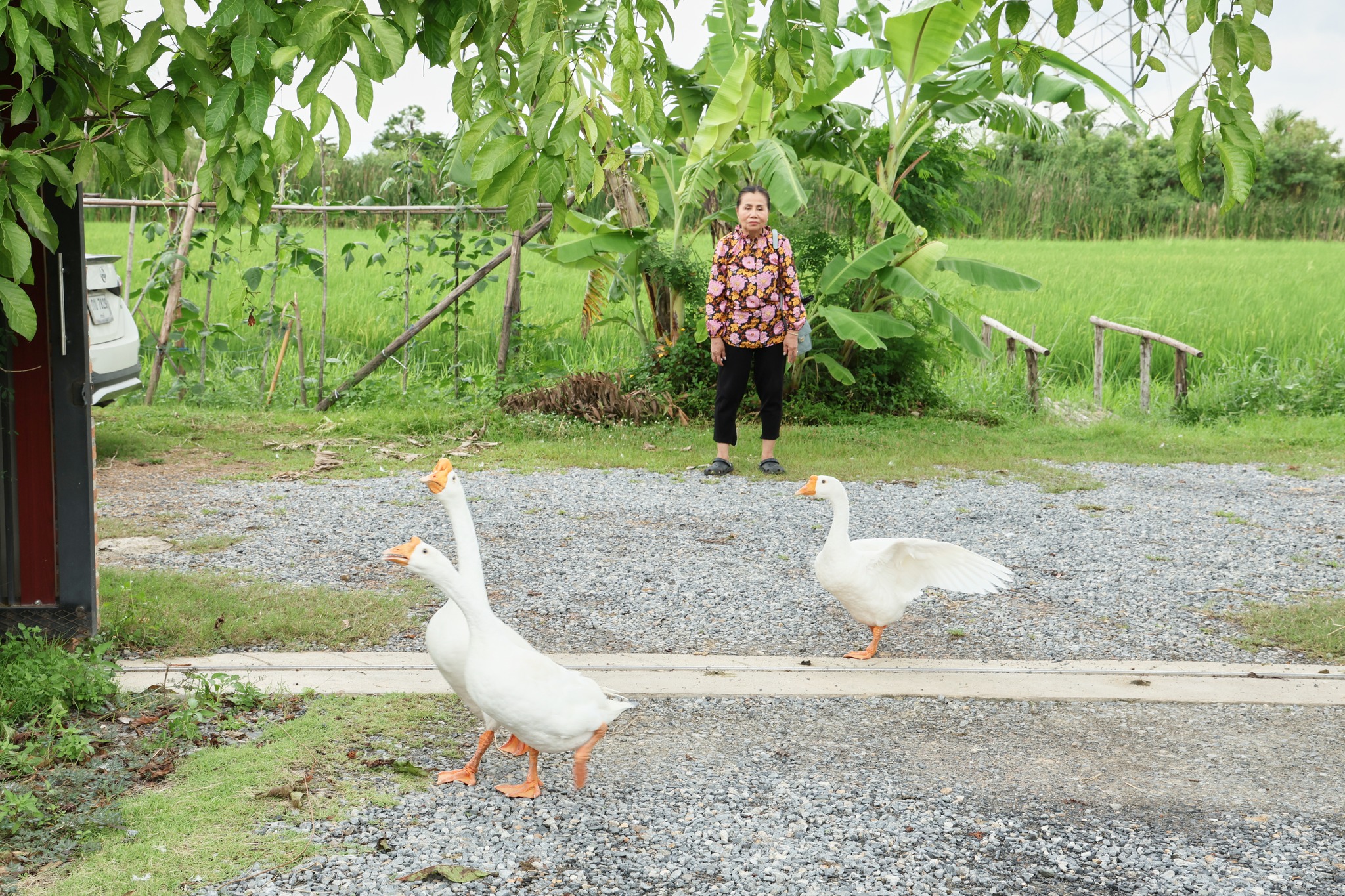 ยายหนิง