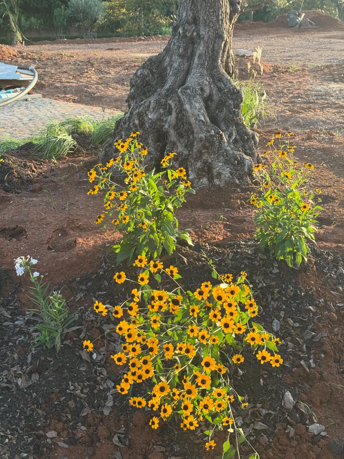 ญาญ่า อุรัสยา
