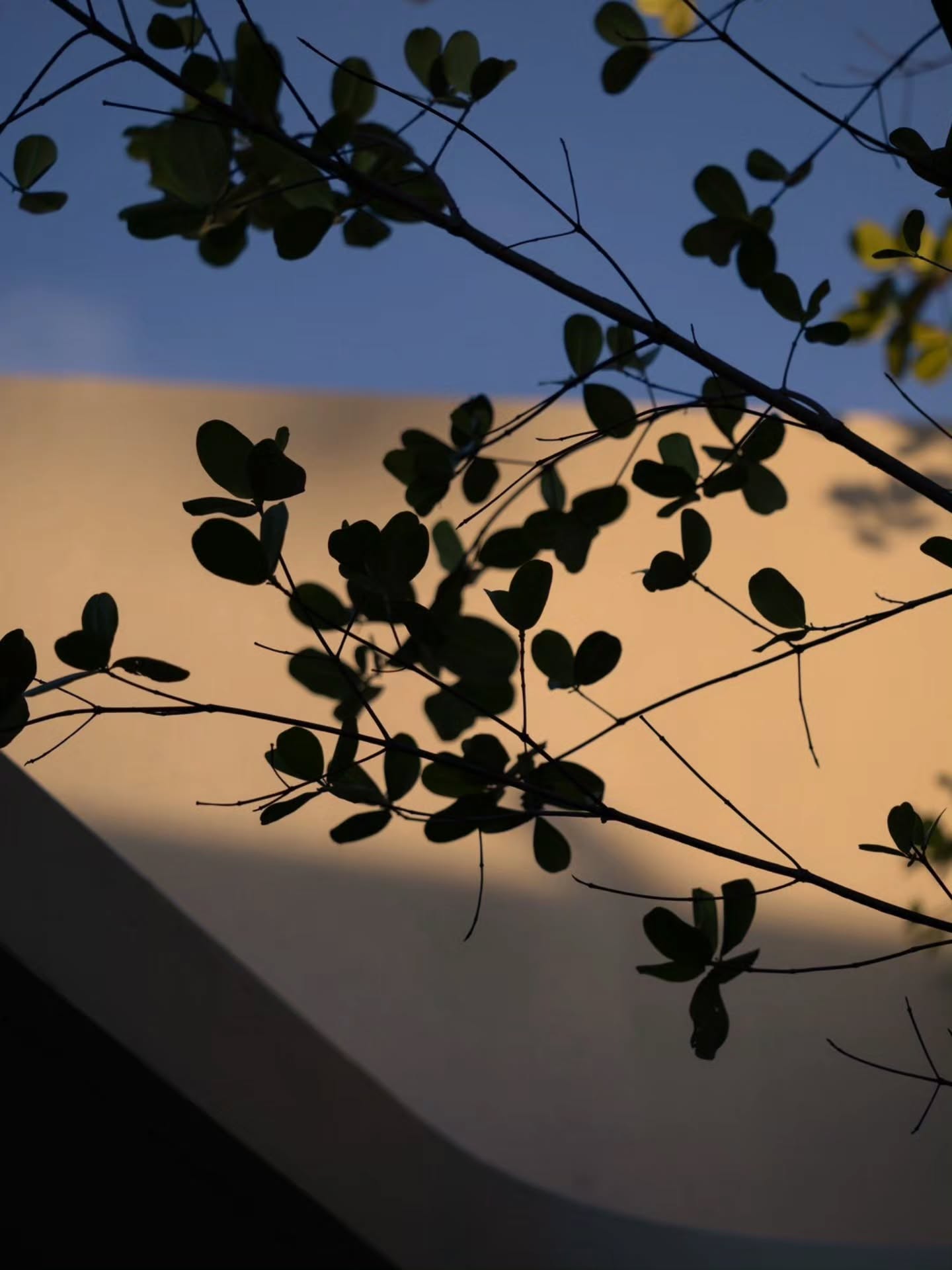 ก้อย ตูน