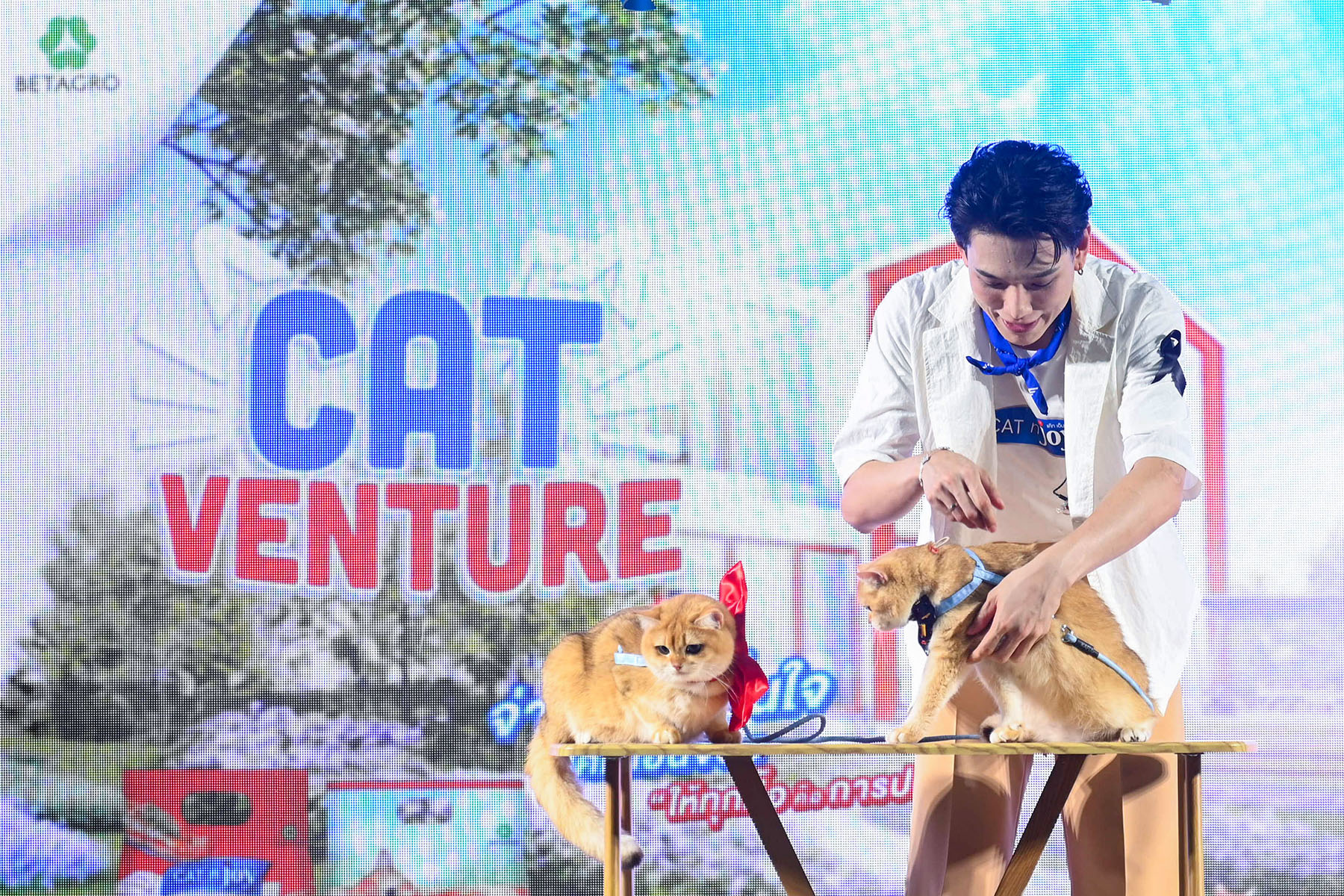 ต้าห์อู๋ จ่าฝูงแมว! ขึ้นแท่นแบรนด์แอมบาสเดอร์คนแรกของ CAT n joy