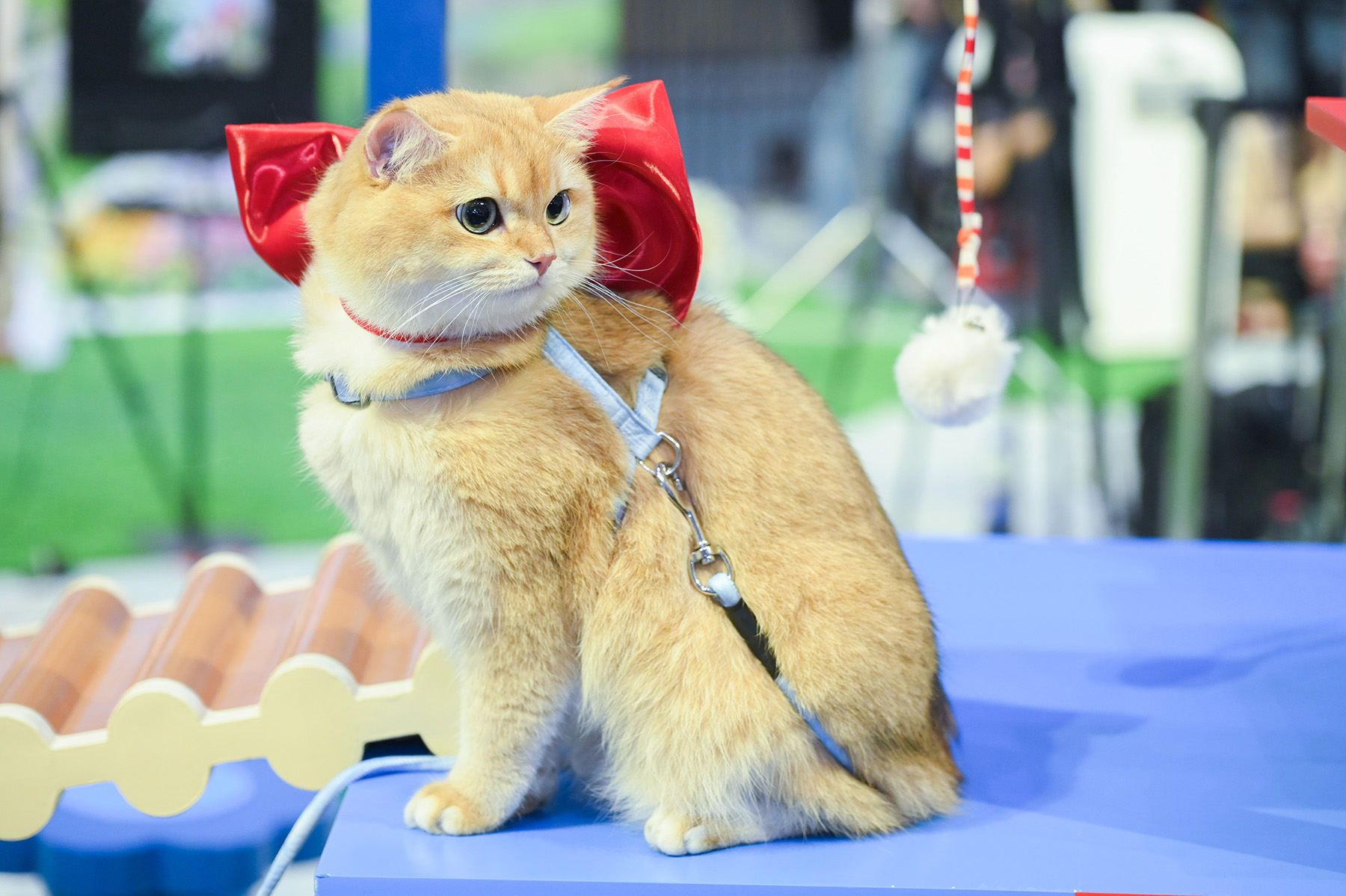 ต้าห์อู๋ จ่าฝูงแมว! ขึ้นแท่นแบรนด์แอมบาสเดอร์คนแรกของ CAT n joy