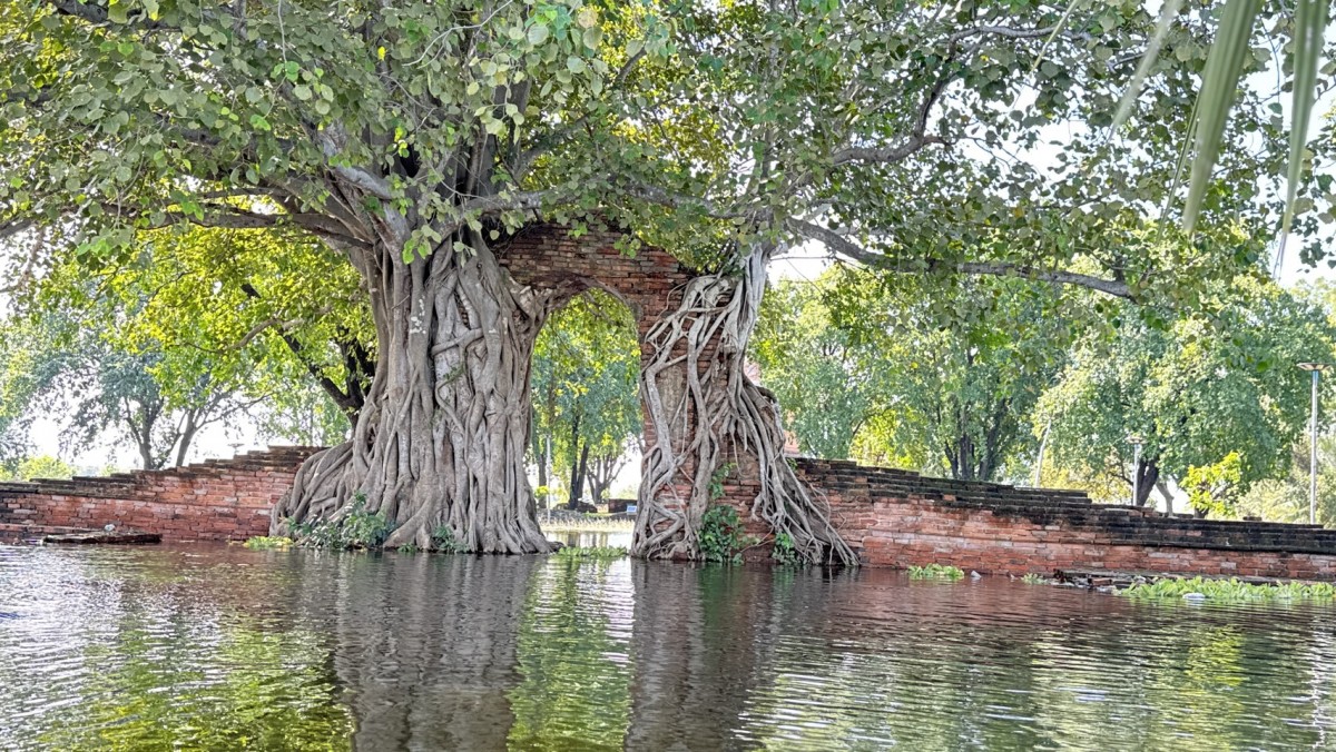 น้ำท่วมอยุธยา โบราณสถานวัดพระงามจมน้ำ ประตูแห่งกาลเวลา กลายเป็นฉากอันซีนกลางวิกฤติ ชาวบ้านพึ่งเรือหารายได้
