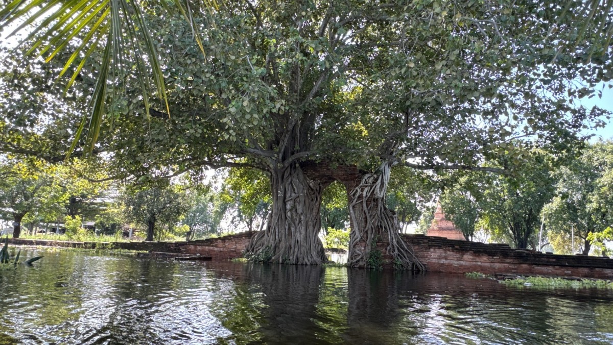 น้ำท่วมอยุธยา โบราณสถานวัดพระงามจมน้ำ ประตูแห่งกาลเวลา กลายเป็นฉากอันซีนกลางวิกฤติ ชาวบ้านพึ่งเรือหารายได้
