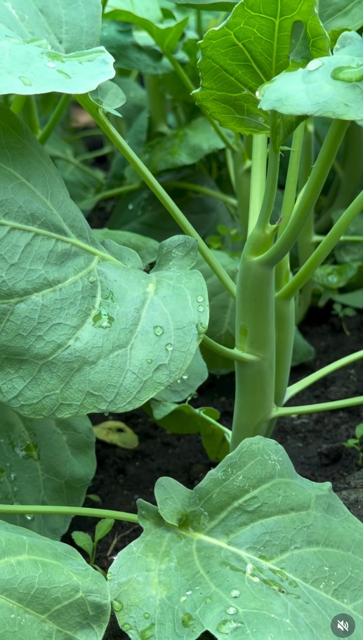 สุนารี ราชสีมา