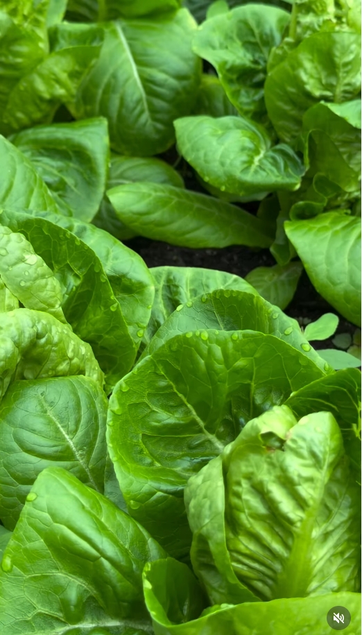 สุนารี ราชสีมา