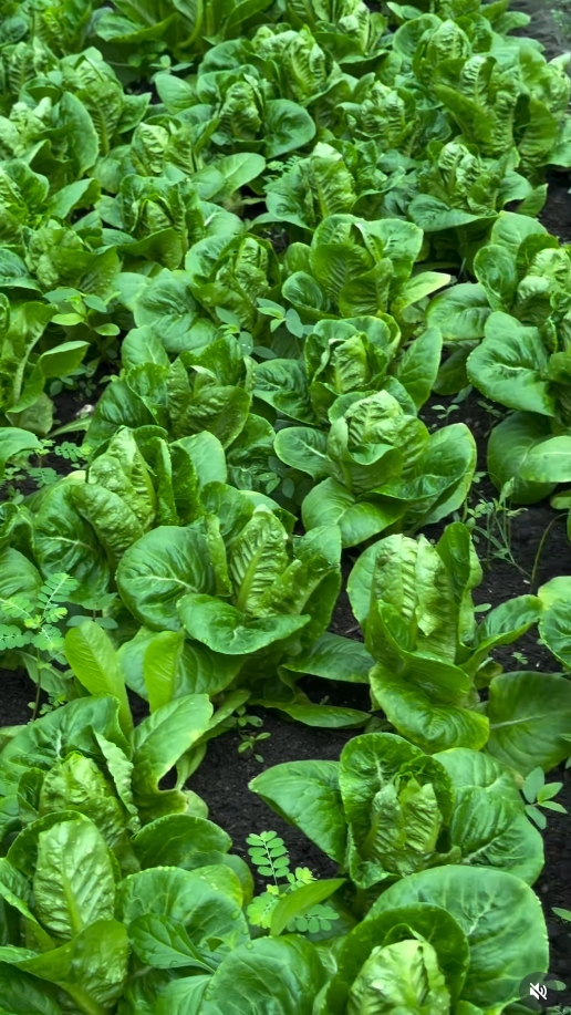 สุนารี ราชสีมา