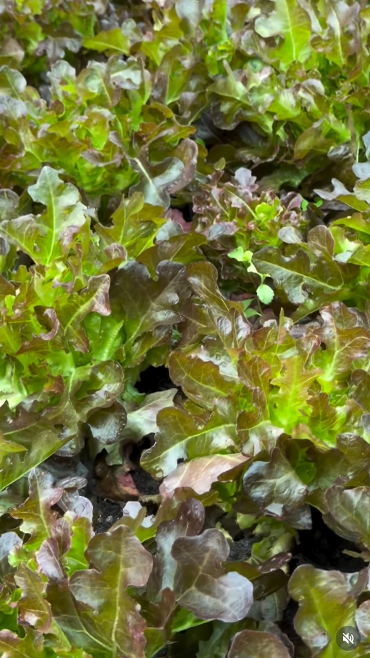 สุนารี ราชสีมา