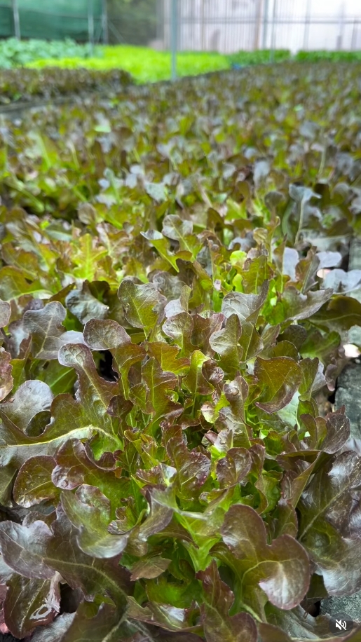 สุนารี ราชสีมา