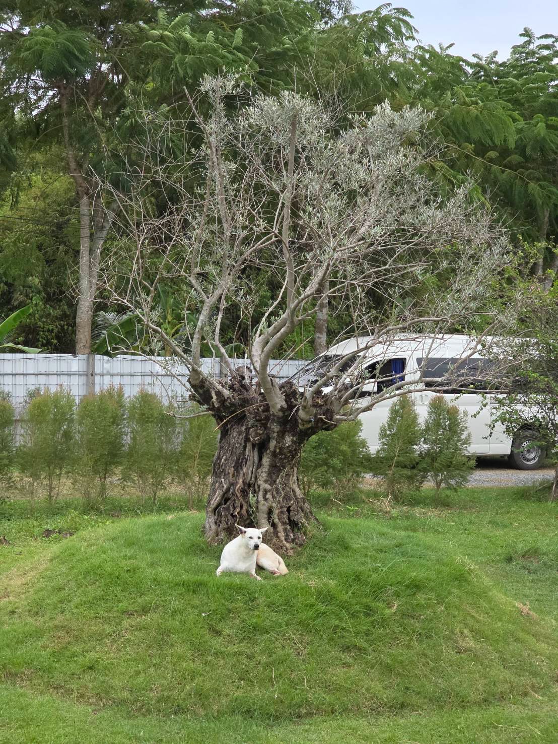 อั้ม พัชราภา