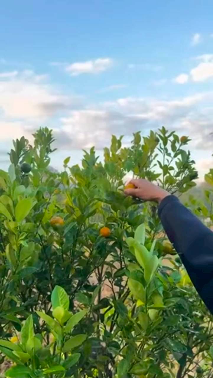 แอน ทองประสม