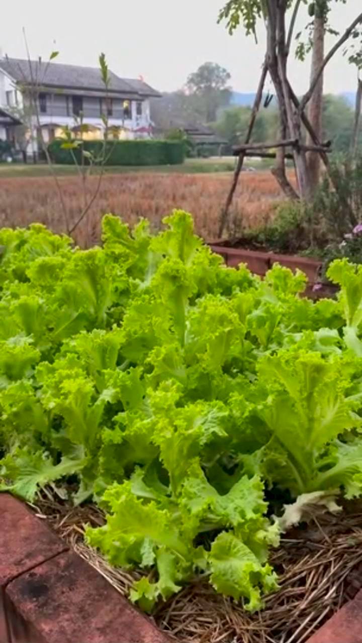 แอน ทองประสม