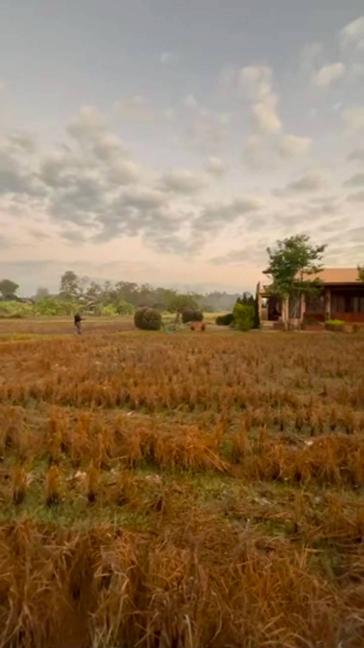 แอน ทองประสม