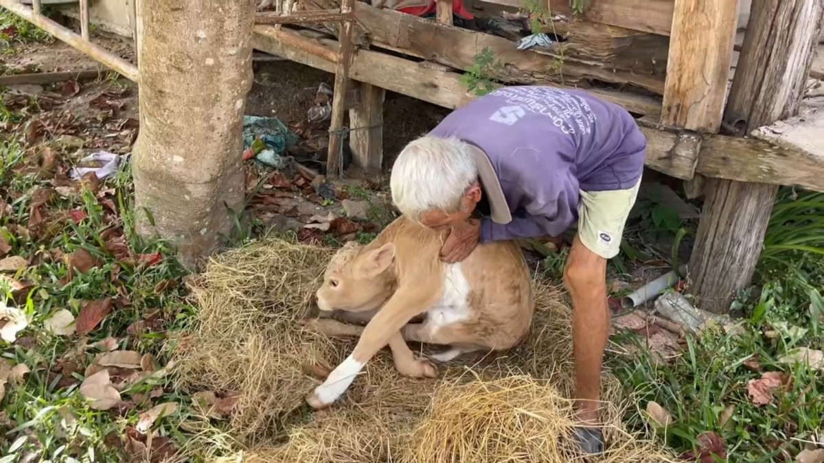 -สุรินทร์- ชีวิตคนชายแดน อาศัยท่อลอดถนน หลบกระสุนเขมร อพยพไปไหนไม่ได้ต้องอยู่ดูแลบ้านและสัตว์เลี้ยงตนเองและบ้านข้างเคียง อยากให้พื้นที่สงบโดยเร็ว จะได้ทำมาหากินกันได้ปกติ ไม่เชื่อฮุน เซน ไม่มีทางหยุดยิง ขณะที่หน้าแนวยังปะทะต่อเนื่อง