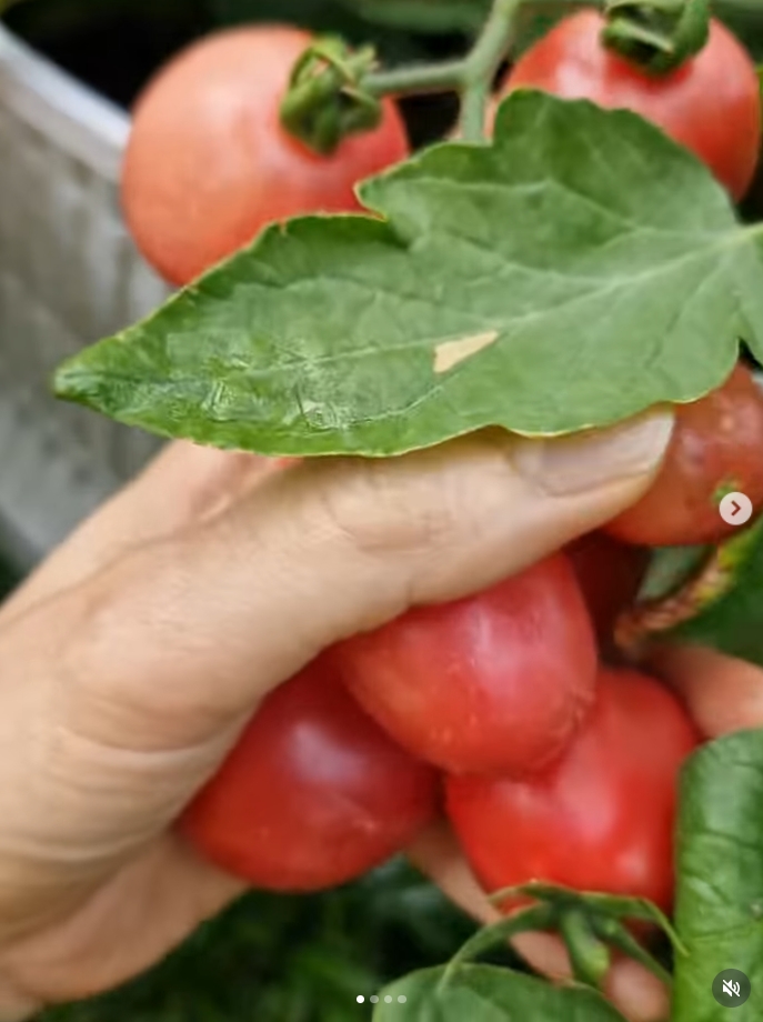 ปาล์มมี่